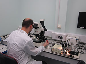 Aedes aegypti eggs injections